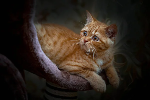 Грайливе Імбирне Кошеня Руні — стокове фото