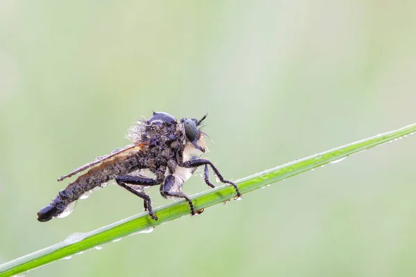 Die Asilidae Sind Die Familie Der Raubfliegen Auch Als Killerfliegen — Stockfoto