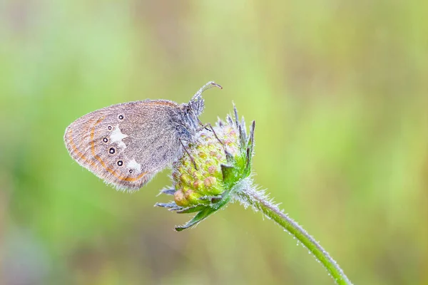 Morning Awakening Butterflies Central Part Russia — Stock Photo, Image