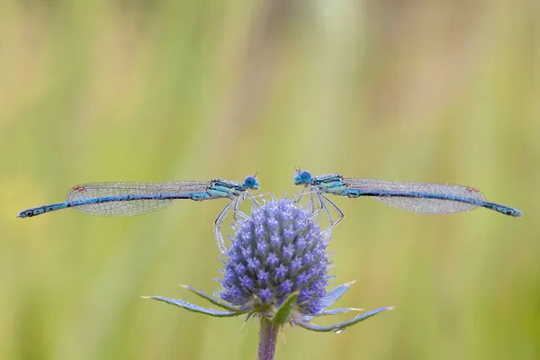 Dragonflies Central Russia Morning Awakening — Stock Photo, Image
