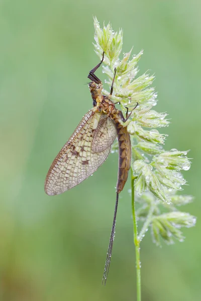 Mayflies Also Known Shadflies Fishflies Canada Upper Midwestern Also Winged — Stock Photo, Image
