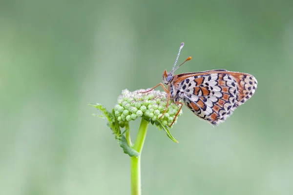 Morning Awakening Butterflies Central Part Russia — Stock Photo, Image