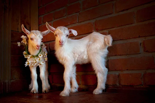 Goats Village Kozlovka — Stock Photo, Image