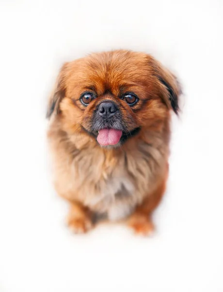 Cão Pekingese Chamado Topic — Fotografia de Stock