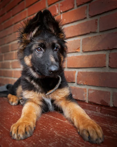 Een Duitse Herder Puppy Genaamd Jack — Stockfoto