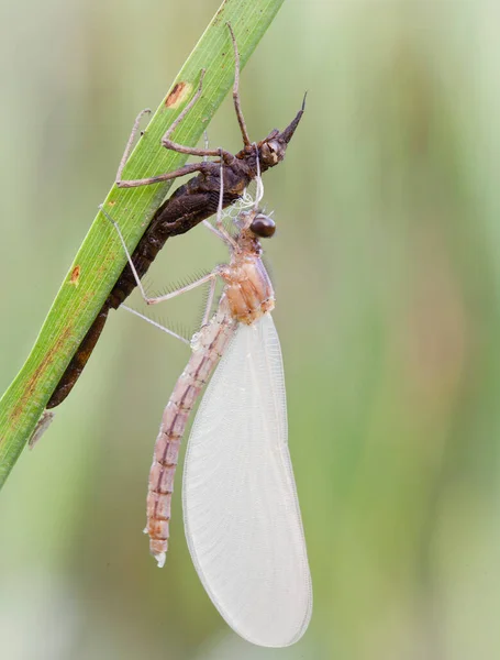 Dragonflies Central Russia Morning Awakening — Stock Photo, Image