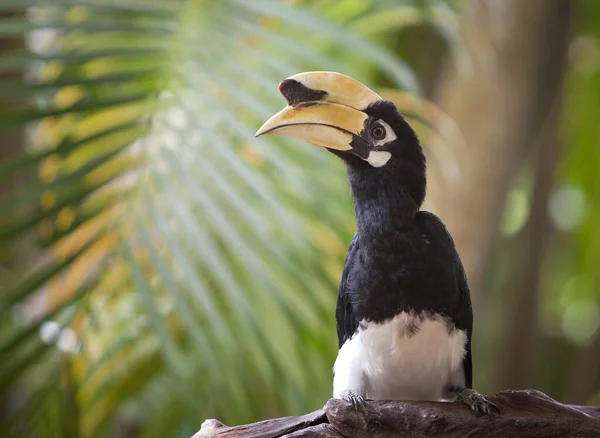 Pássaro Tucano Com Bico Grande — Fotografia de Stock