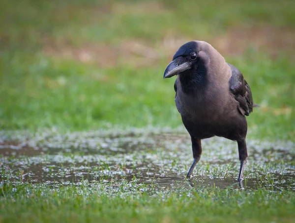 Cawing Crow Natočeno Indii — Stock fotografie