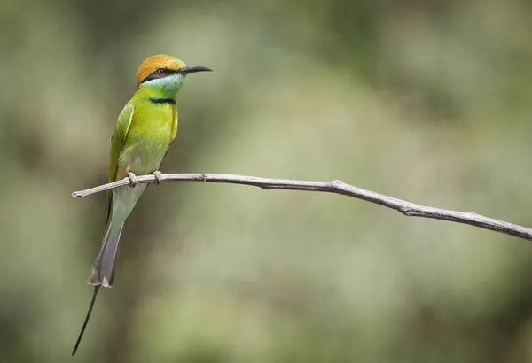 Der Vogel Ist Ein Grünes Schielen — Stockfoto