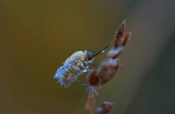 Bombyliidae Family Flies Common Name Bee Flies Humbleflies — Stock Photo, Image