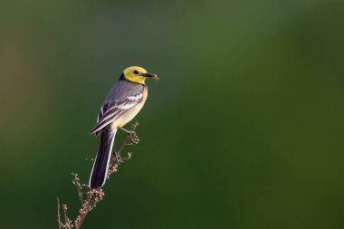 Citrine wagtail (Motacilla citreola), Motacillidae familyasından bir kuş türü..