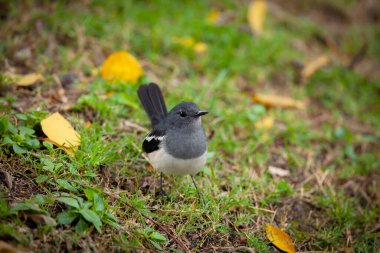 Oriental magpie-robin (Copsychus saularis), Ardıç kuşu familyasından bir kuş türü.