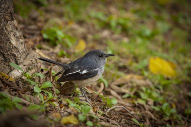 Oriental magpie-robin (Copsychus saularis), Ardıç kuşu familyasından bir kuş türü.