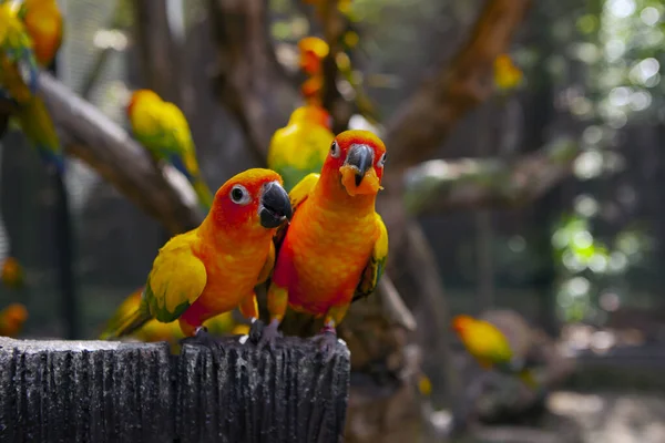 Lovebird Papağan Familyasından Küçük Bir Papağan Grubu Olan Agapornis Cinsinin — Stok fotoğraf
