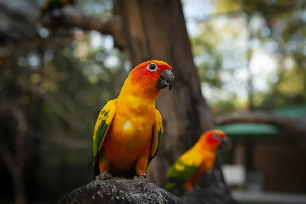 Lovebird Nome Comum Gênero Agapornis Pequeno Grupo Papagaios Família Psittaculidae — Fotografia de Stock