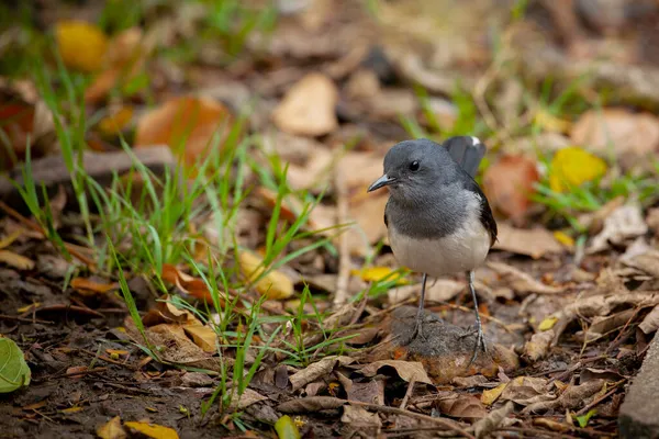 Den Orientaliska Skata Robin Copsychus Saularis Liten Förbipasserande Fågel Som — Stockfoto