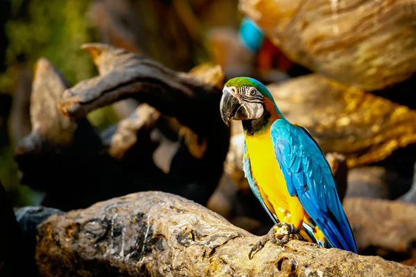 Arara Azul Amarela Ara Ararauna Também Conhecida Como Arara Azul — Fotografia de Stock