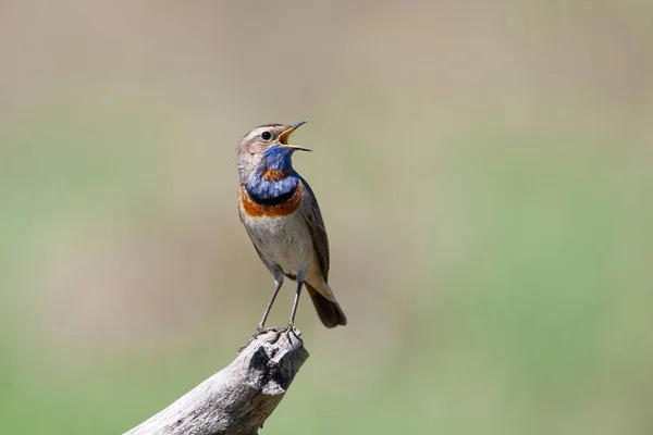 Bluethroat Birds Central Russia — Stock Photo, Image