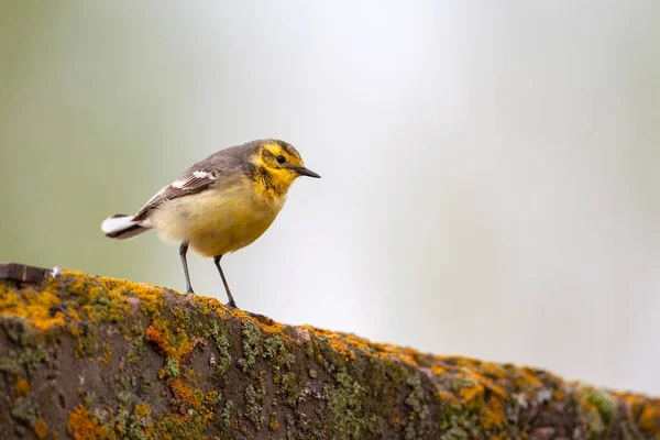 Citrine Wagtail Motacilla Citreola Small Songbird Family Motacillidae — Stock Photo, Image