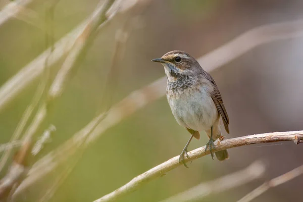 Bluethroat Birds Central Russia — Stock Photo, Image