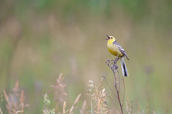 柑橘酒尾 Motacilla Citreola 是一种小鸣禽 属于Motacillidae科 — 图库照片