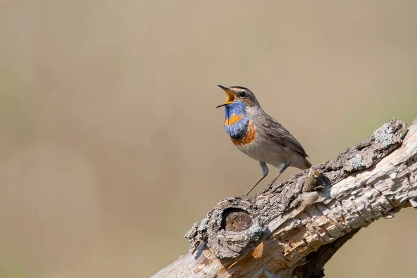 Bluethroat Birds Central Russia — Stock Photo, Image