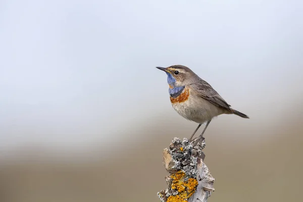 Bluethroat Birds Central Russia — Stock Photo, Image