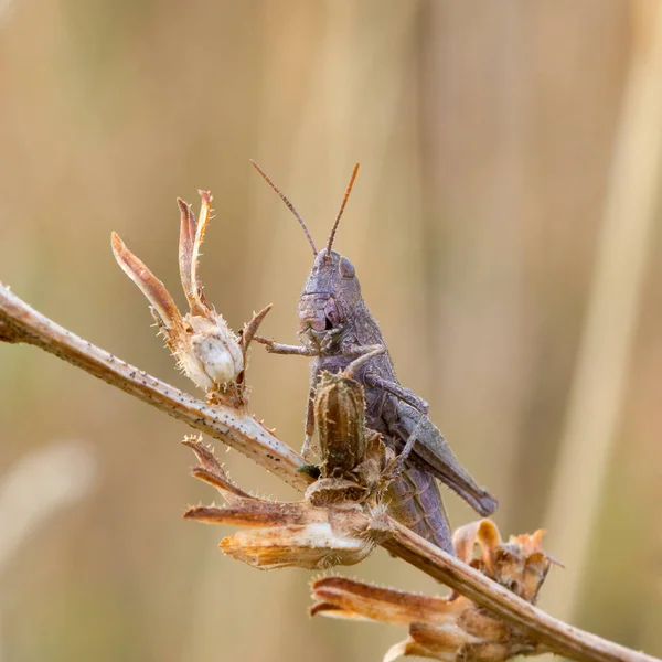 Grasshopper Sitting Grass — Stock Photo, Image