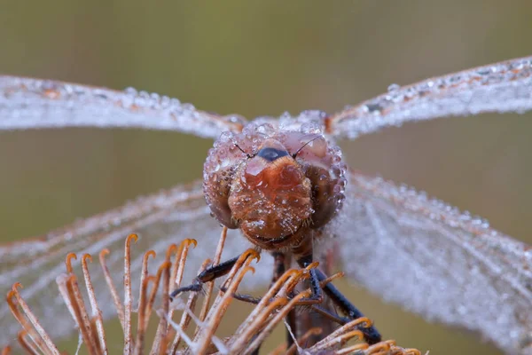 Libellen Zentralrussland Morgendliches Erwachen — Stockfoto