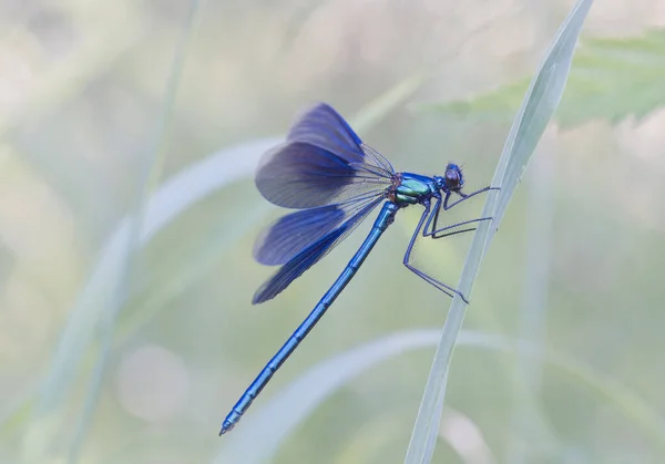 Dragonflies Central Russia Morning Awakening — Stock Photo, Image