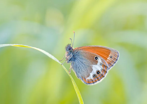 Morning Awakening Butterflies Central Part Russia — Stock Photo, Image