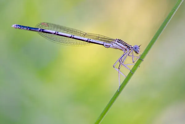 Dragonflies Central Russia Morning Awakening — Stock Photo, Image