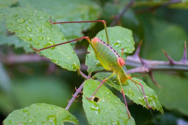  Bir çekirge çimlerin üzerinde oturuyordu.
