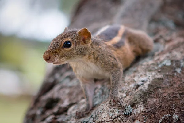 Індійська Пальмова Білка Вид Гризунів Родини Sciuridae Які Природно Ростуть — стокове фото