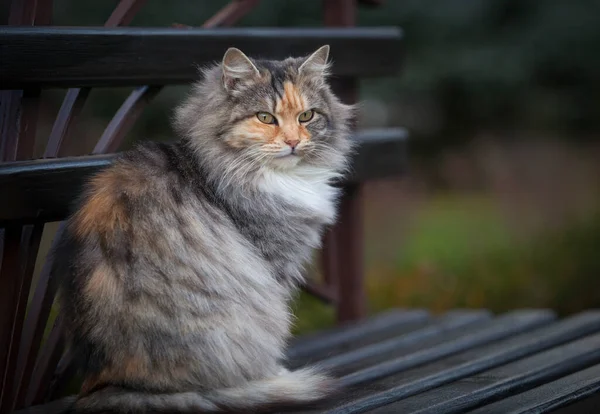 Cats Walk Themselves — Stock Photo, Image