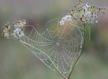 Sabah çiğ taneleri arasında örümcek ağları