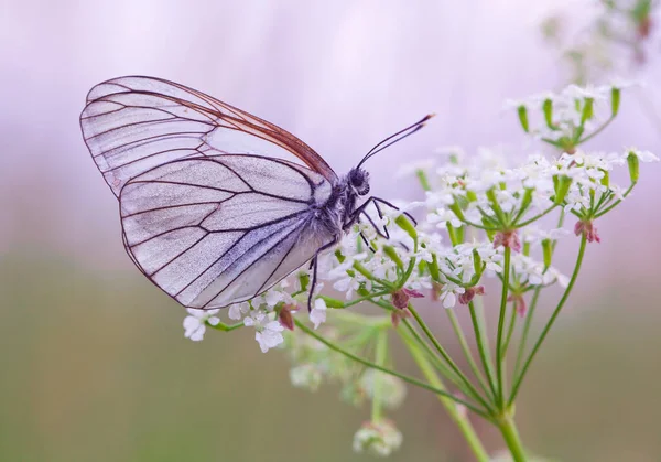 Mañana Despertando Mariposas Parte Central Rusia — Foto de Stock