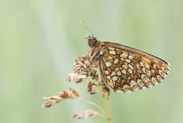 Morning Awakening Butterflies Central Part Russia — Stock Photo, Image