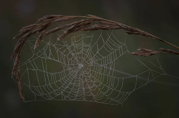 Spinnweben Morgentau — Stockfoto