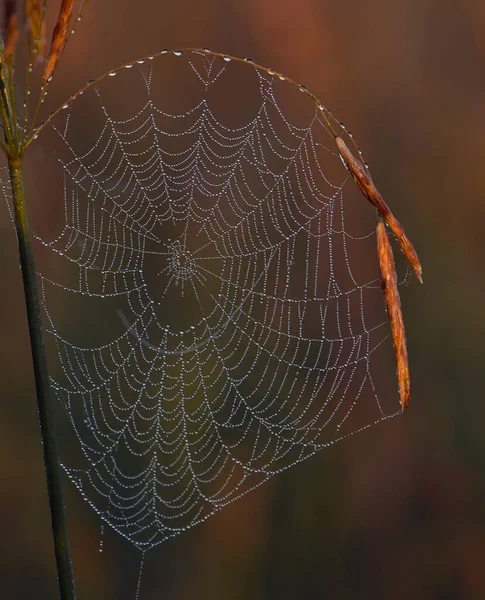 Cobwebs Por Mañana Rocío — Foto de Stock