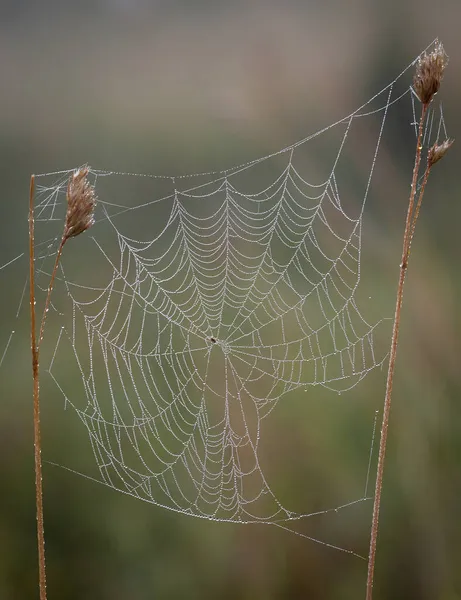 Cobwebs Por Mañana Rocío — Foto de Stock