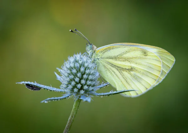 Morning Awakening Butterflies Central Part Russia — Stock Photo, Image