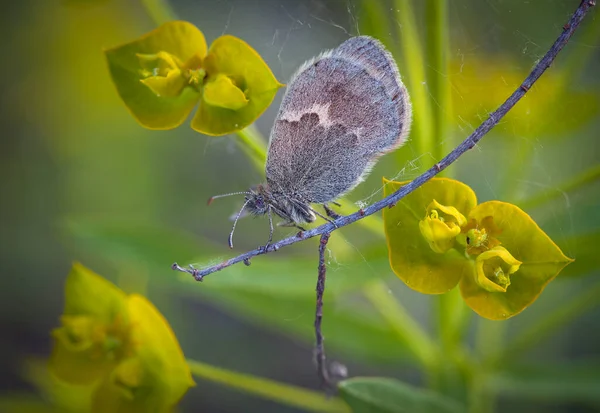 Morning Awakening Butterflies Central Part Russia — Stock Photo, Image