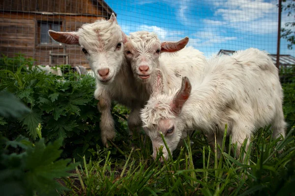 Kozy Wsi Kozlovka — Zdjęcie stockowe