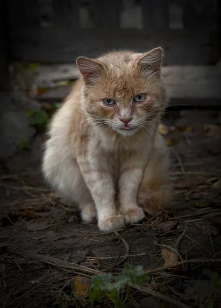 Kočky Které Chodí Samy — Stock fotografie