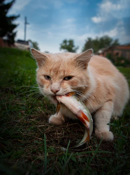 Gatos Que Caminan Solos — Foto de Stock