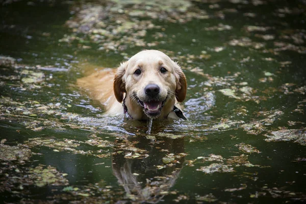Labrador Retriever Cani Che Amano Nuotare — Foto Stock