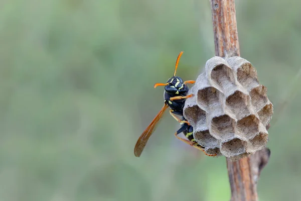 Wasp Builds Nest Offspring — Stock Photo, Image