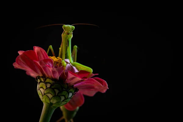 坐在花朵上祈祷螳螂 — 图库照片