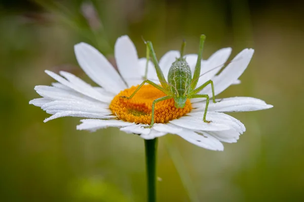 Een Sprinkhaan Zat Het Gras — Stockfoto